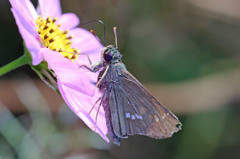 ピンクに染まる