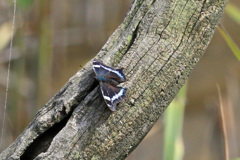 あなたのお名前は