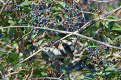 よーく見たらツグミさん