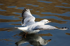 ユリカモメ着水