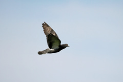 ハトもカッコイイでしょ