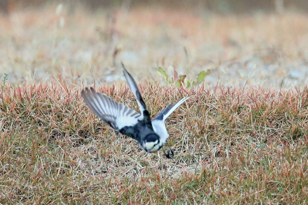 ハクセキレイ飛び出し