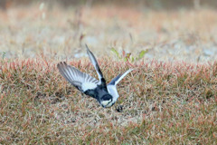 ハクセキレイ飛び出し