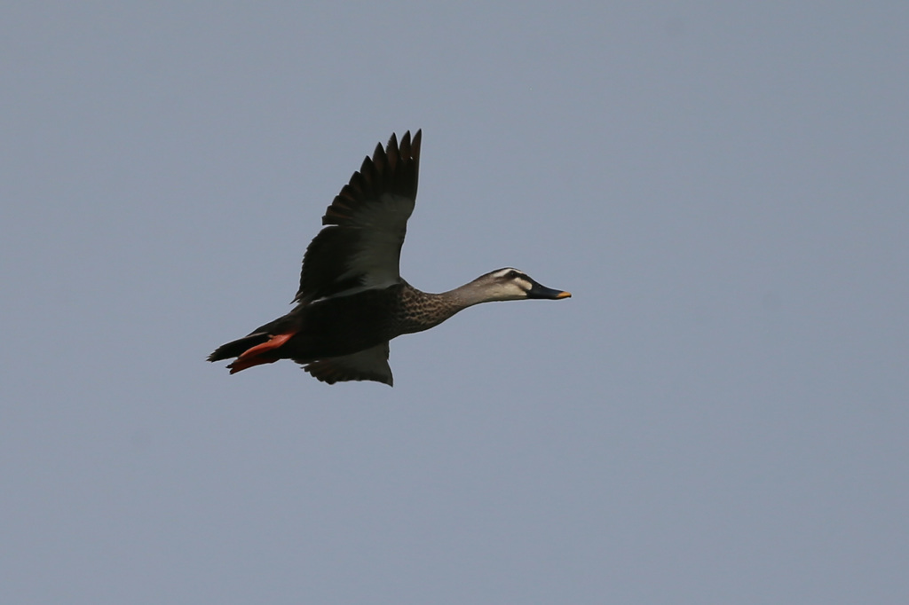 カモさん流し鳥