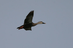 カモさん流し鳥