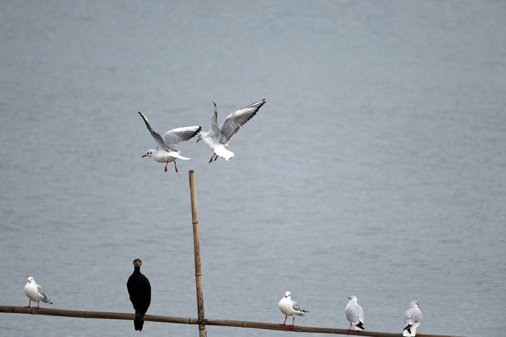 呆れるカワウとカモメさん