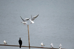 呆れるカワウとカモメさん