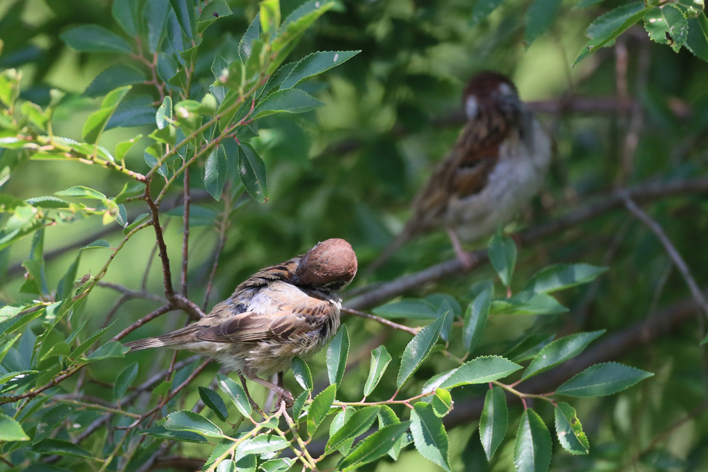 アデランスいる
