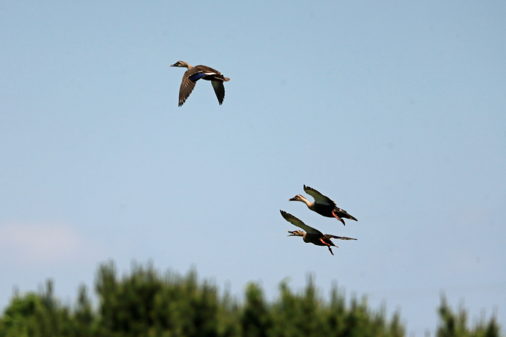 父ちゃん置いていかないで