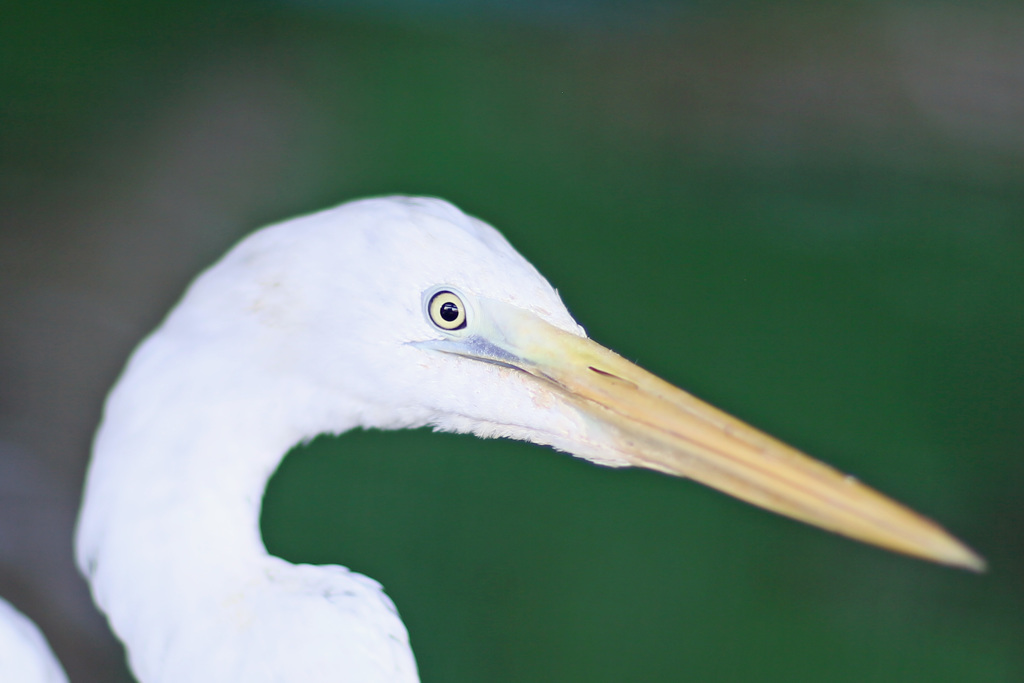 ポートレート-5