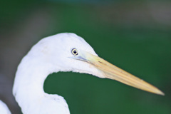 ポートレート-5