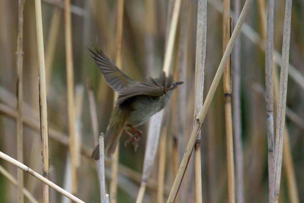 ウグイス飛び出し