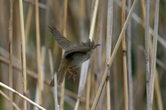 ウグイス飛び出し