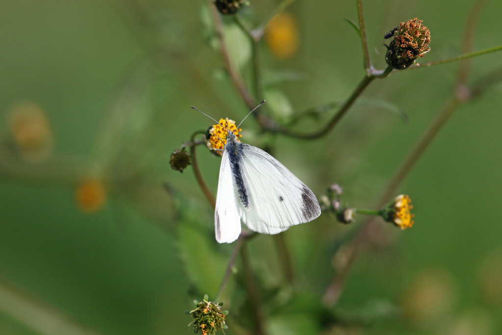 モンシロチョウ
