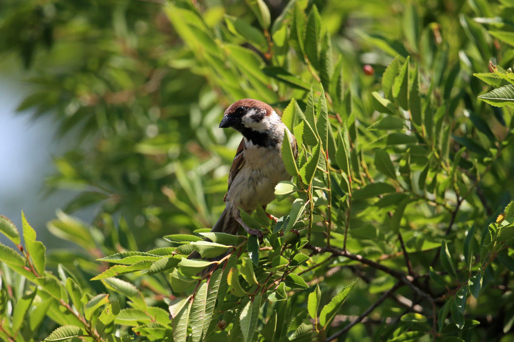 日差しを浴びて