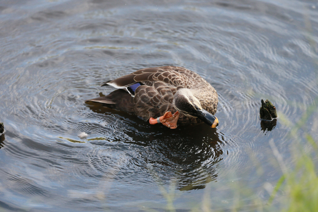 カルガモポーズ-4