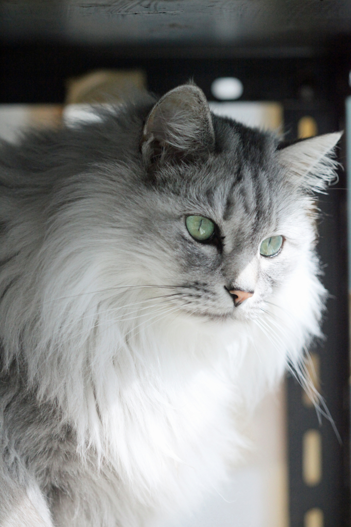 家のむすにゃです