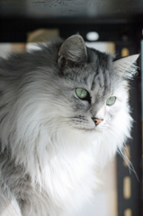 家のむすにゃです