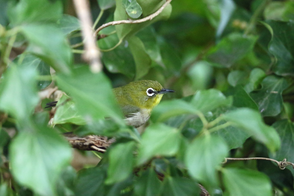 恥ずかしがらず出ておいで