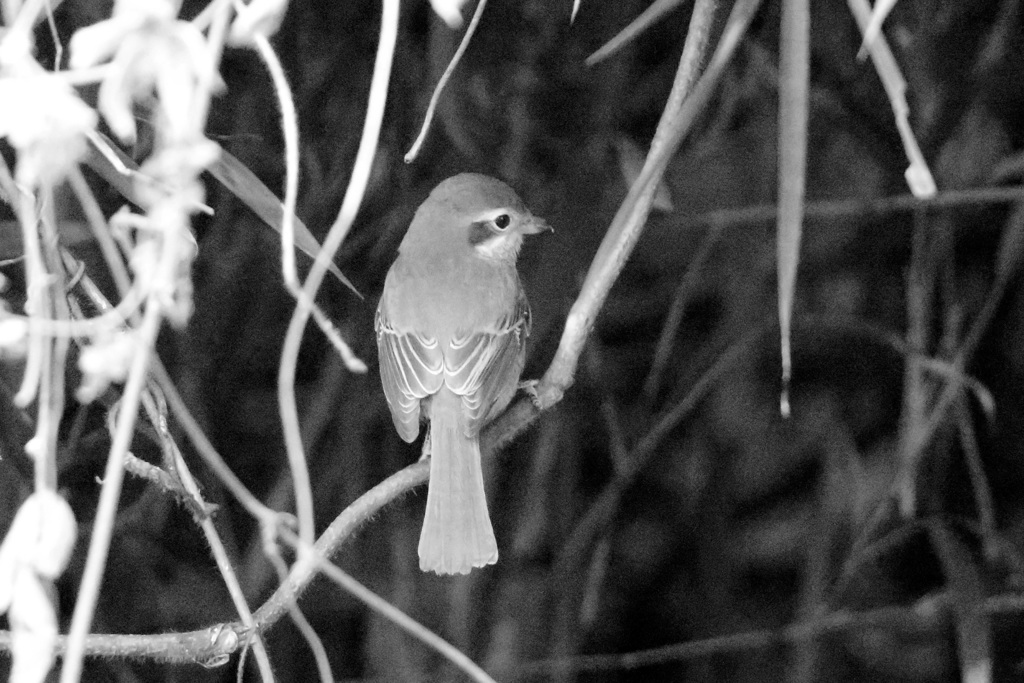 感度上げすぎ白黒でごまかす