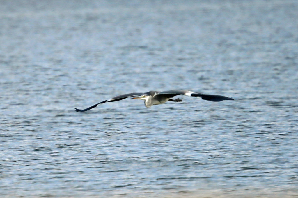 アオサギ低空飛行