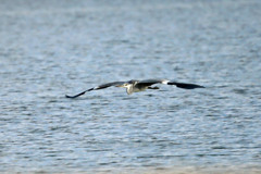 アオサギ低空飛行