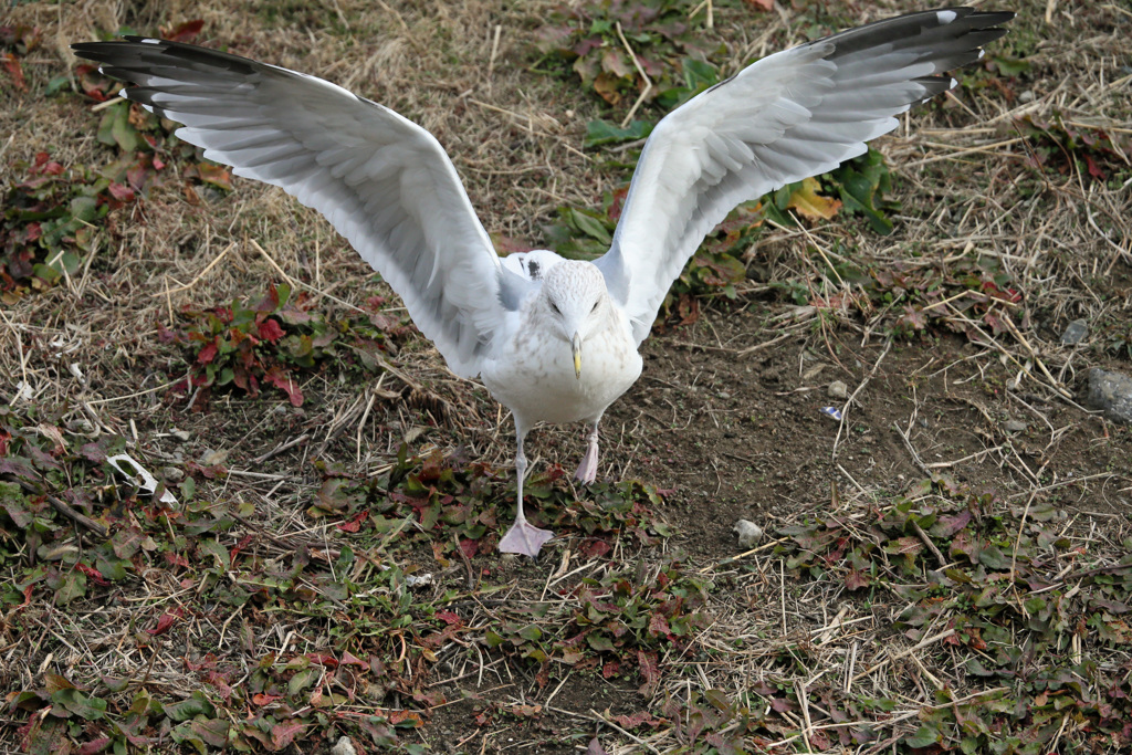 飛ばなかったセグロカモメ