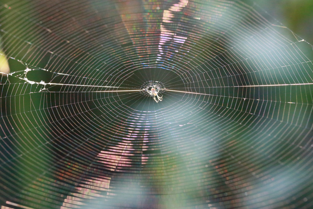 蜘蛛の糸その2