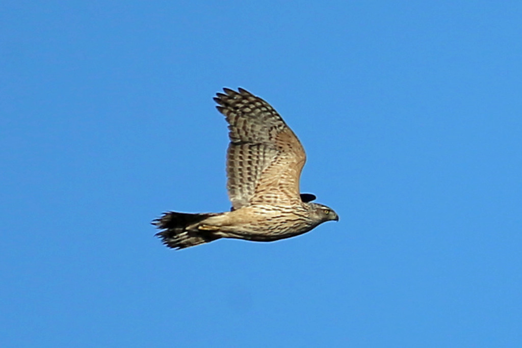 オオタカ幼鳥定番写真その1