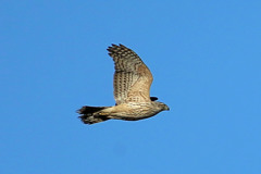 オオタカ幼鳥定番写真その1