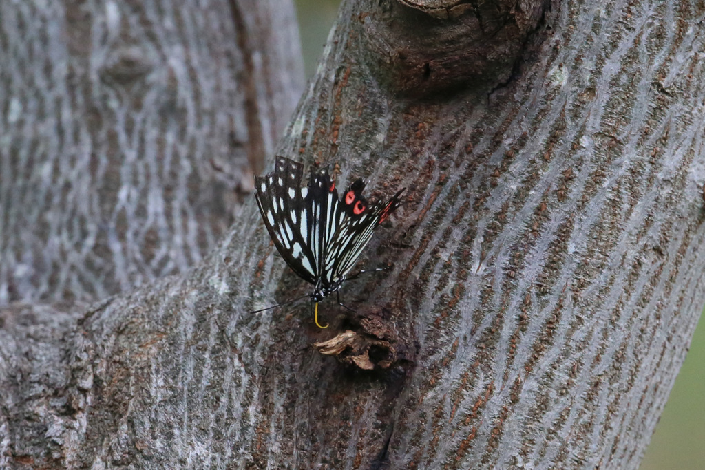 アカホシゴマダラチョウその2