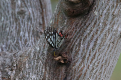 アカホシゴマダラチョウその2