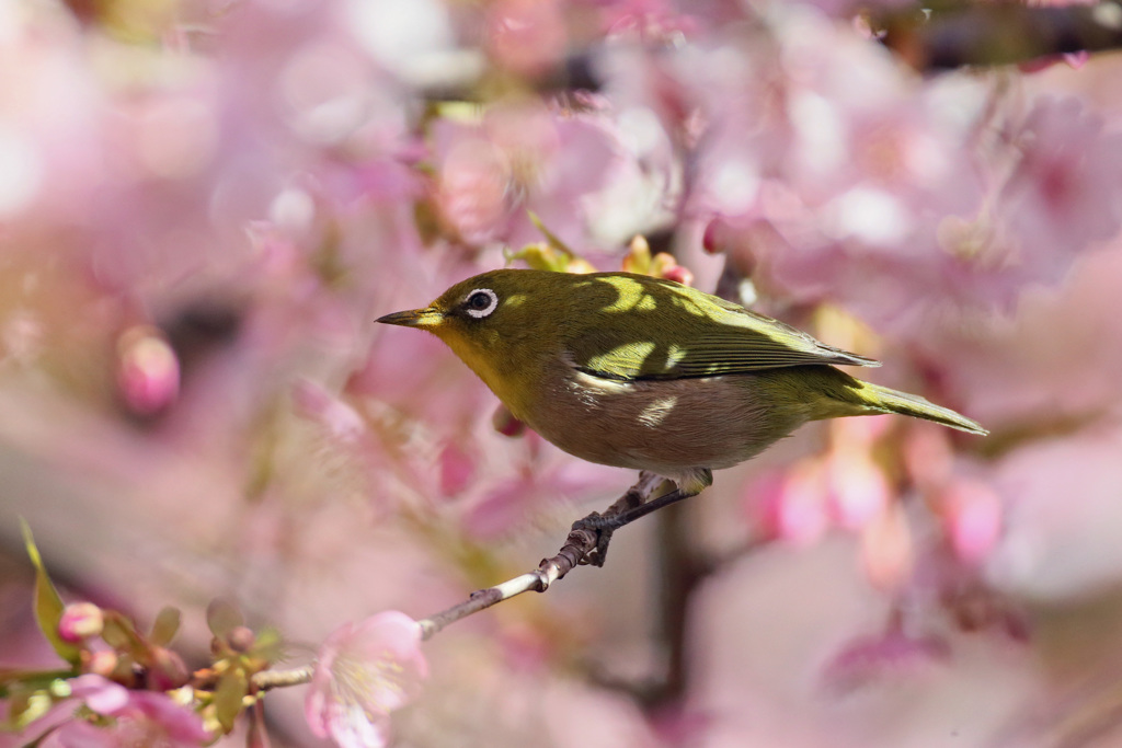 ピンクのカーテン