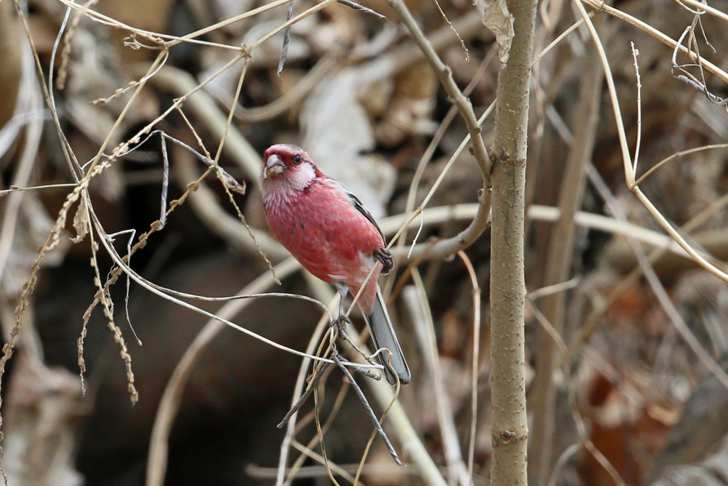 ベニマシコ♂-2