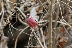 ベニマシコ♂-2