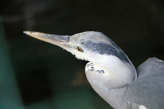 ちょっと首傾けてみました