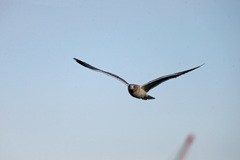 正面シリーズその11