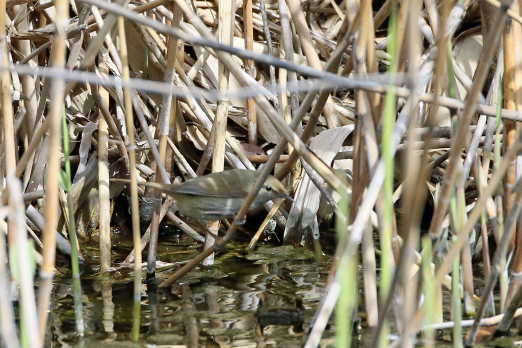 ウグイスはどこでしょう-3