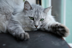 今日も暑いニャ