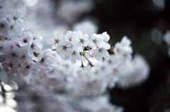 夜桜