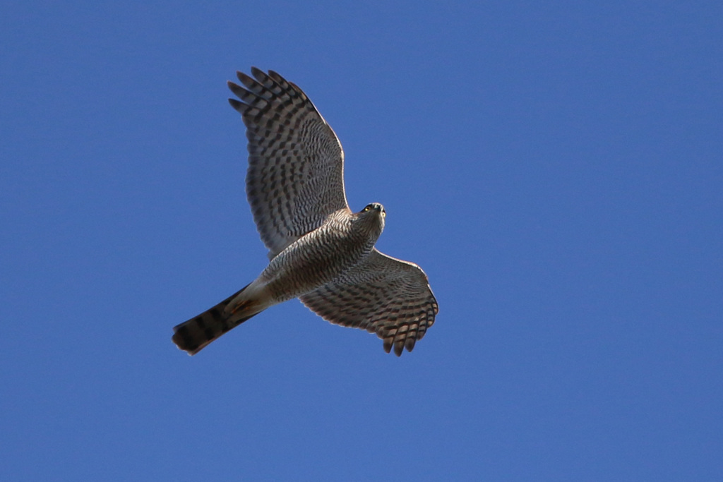 ハイタカの飛び方-3