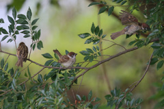 スズメ突っ込む
