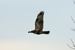 ノスリ定番飛行