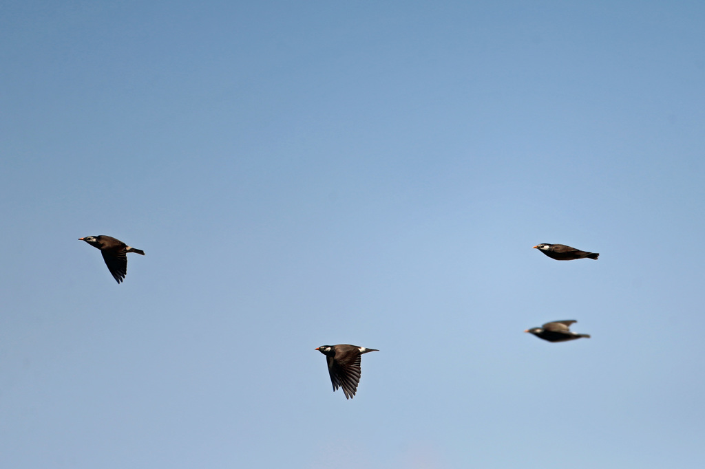 青空にムクドリさん