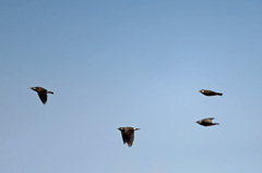 青空にムクドリさん