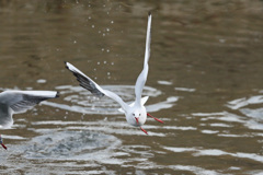 正面シリーズ-8