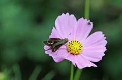 秋桜とセセリ君
