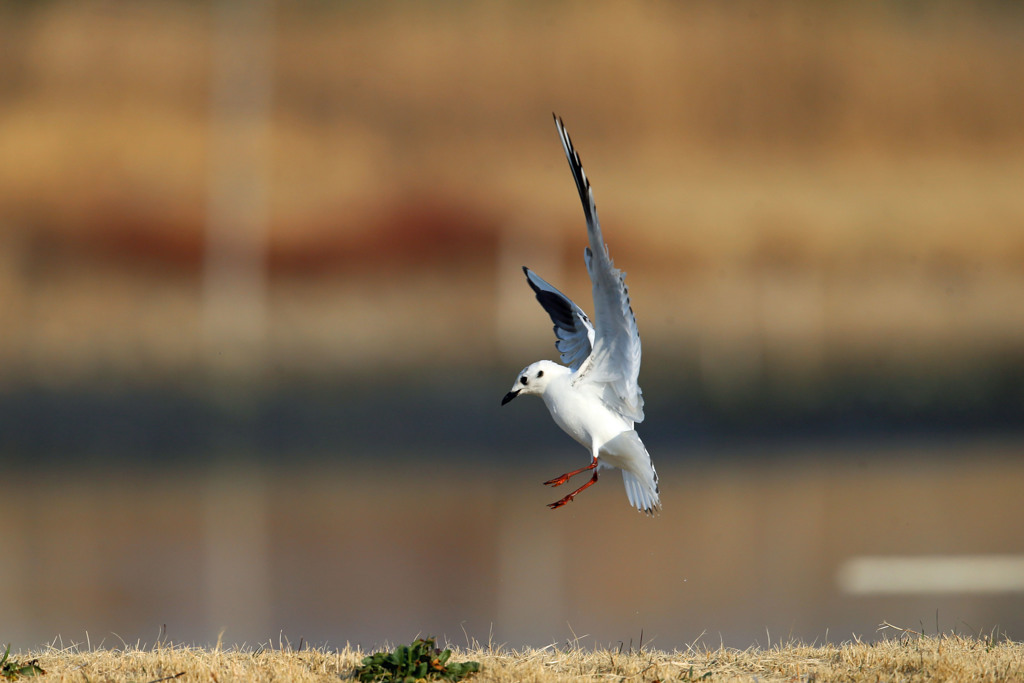 ズグロカモメ翼のブレーキ