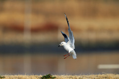 ズグロカモメ翼のブレーキ