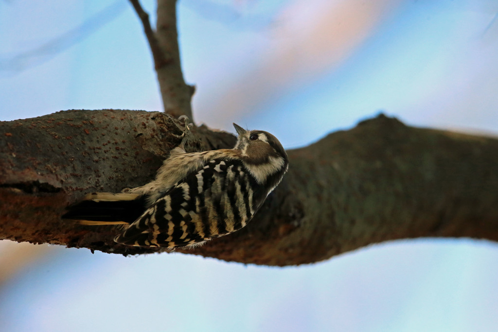 青空とコゲラ